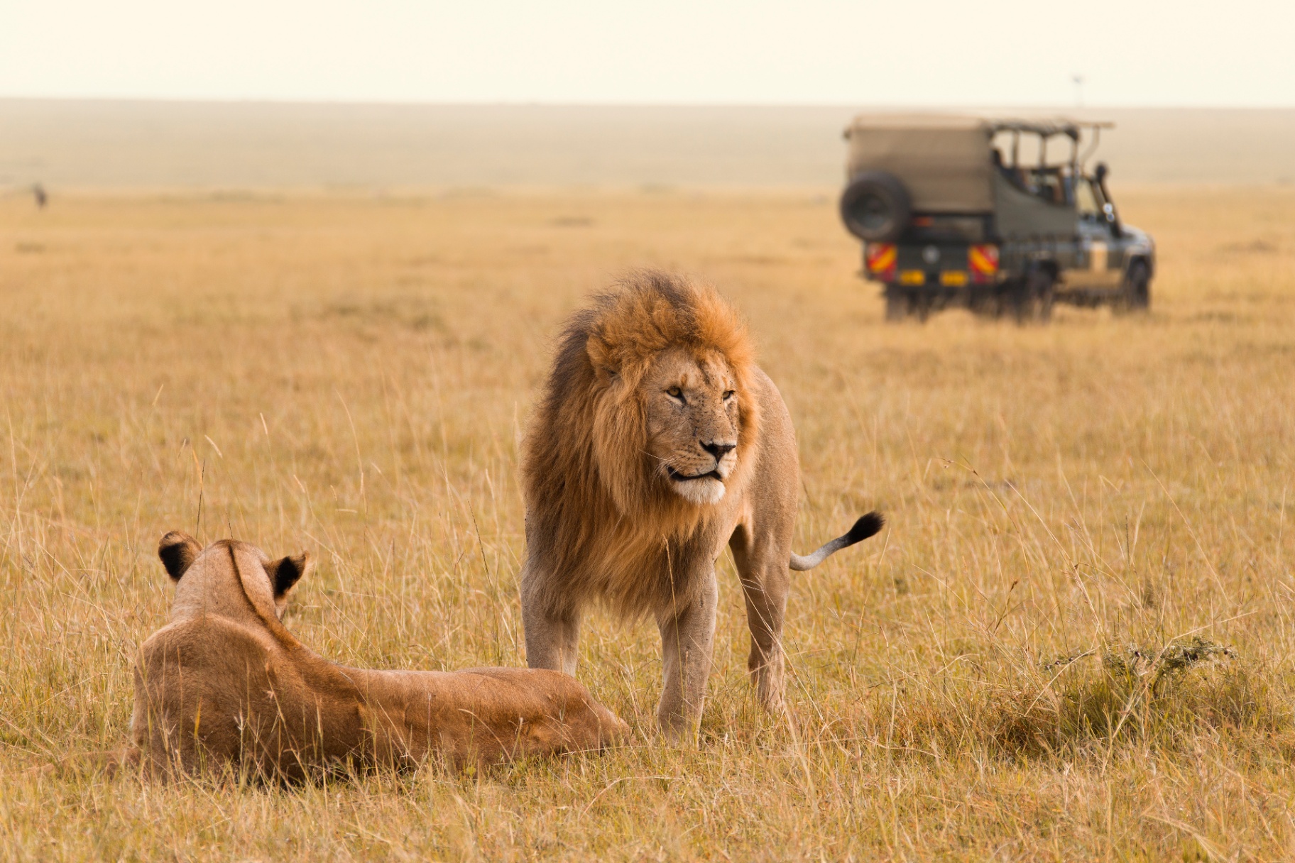 Lions on the Maasai Mara savannah with safari vehicle